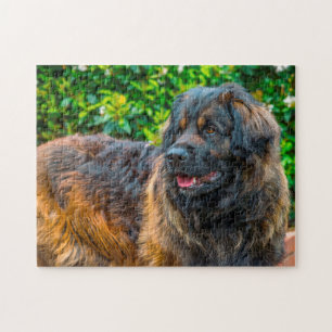Leonberger Hundras Pussel. Pussel