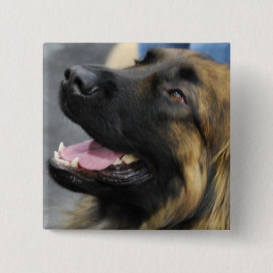 Leonberger knäppas knapp