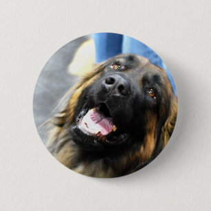 Leonberger knäppas knapp