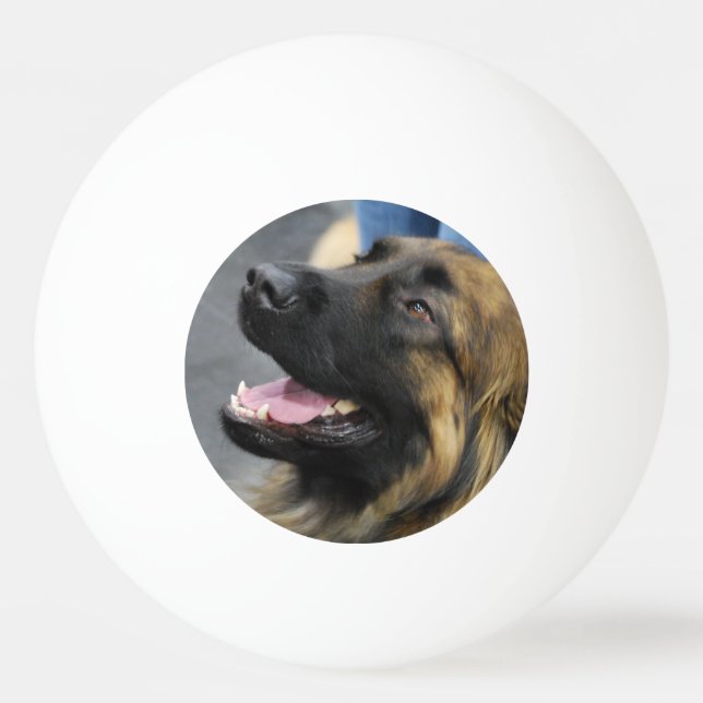 Leonberger Pingisboll (Framsidan)