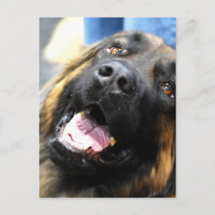 Leonberger Postcard Vykort