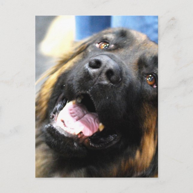 Leonberger Postcard Vykort (Framsida)