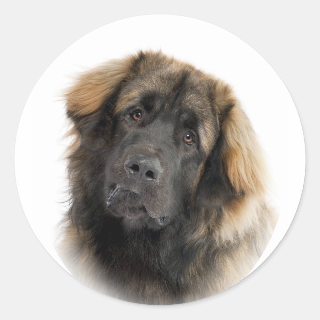 Leonberger Runt Klistermärke (Framsida)
