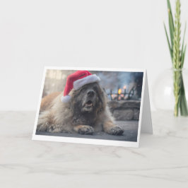 Leonberger Santa Helgkort