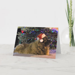 Leonberger Sparkly julkort Helgkort