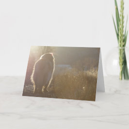 Leonberger Symapthy kort