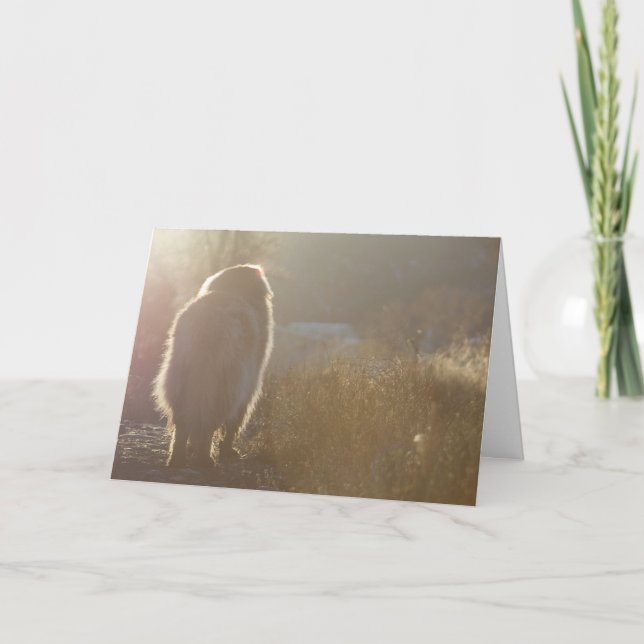 Leonberger Symapthy kort (Framsida)