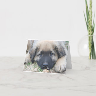 Leonberger valp tomma Notecard Kort