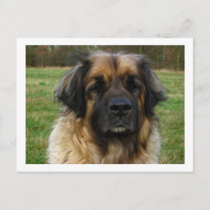 leonberger vykort