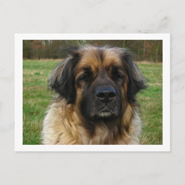 leonberger vykort (Framsida)