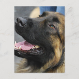 Leonberger vykort