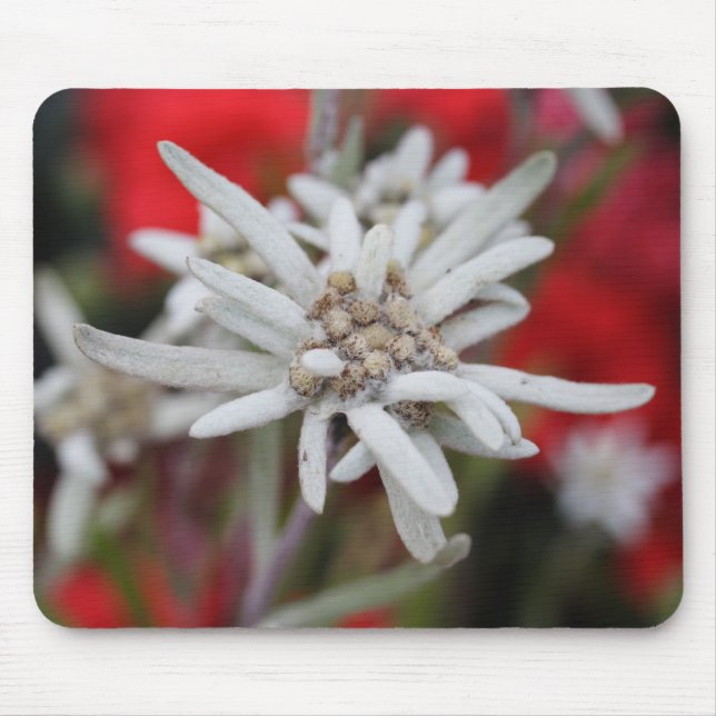 Leontopodium alpinum musmatta (Framsidan)