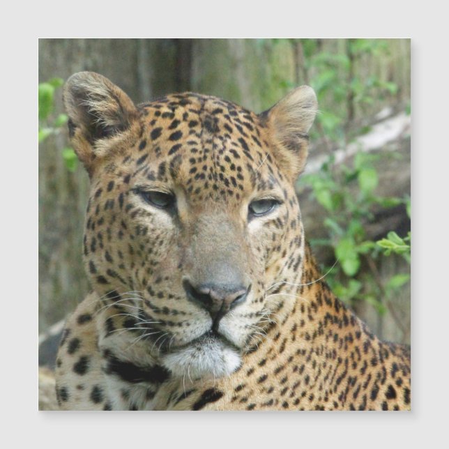 Leopard20151002 (Framsida)