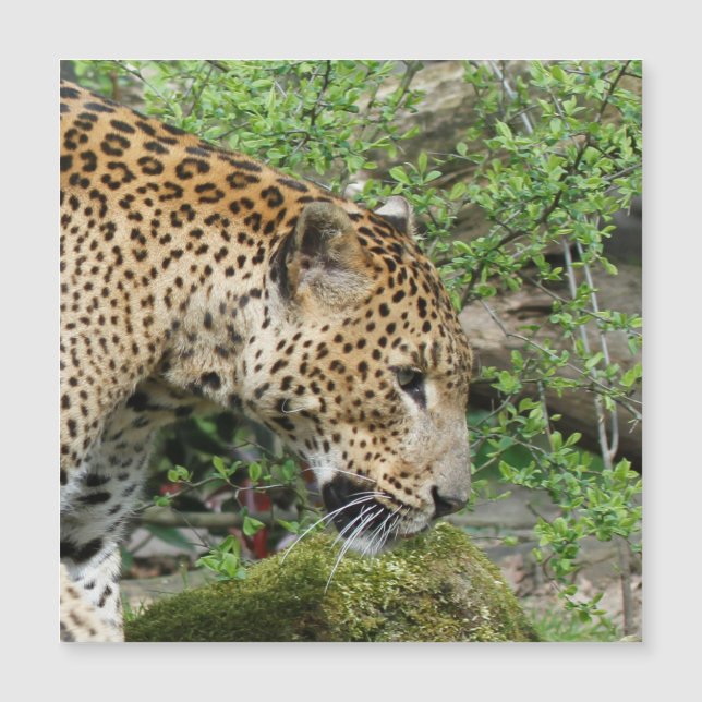 Leopard20151003 (Framsida)