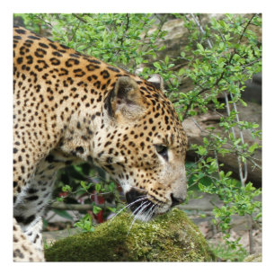 Leopard20151003 Fototryck