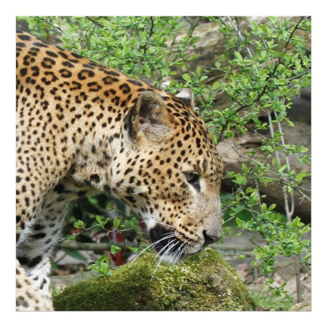 Leopard20151003 Fototryck (Framsidan)