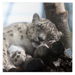 Leopard 002 kakelplatta