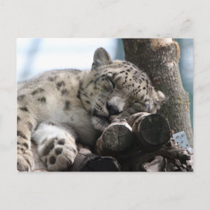 Leopard 002 vykort