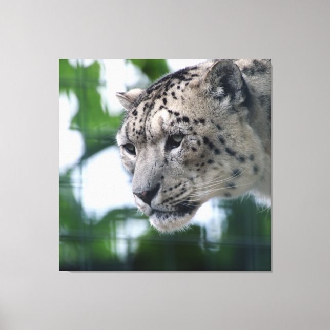 Leopard 003 canvastryck (Framsida)