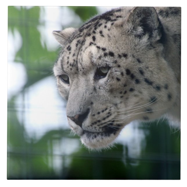Leopard 003 kakelplatta (Framsidan)