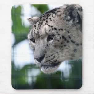 Leopard 003 musmatta