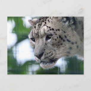 Leopard 003 vykort
