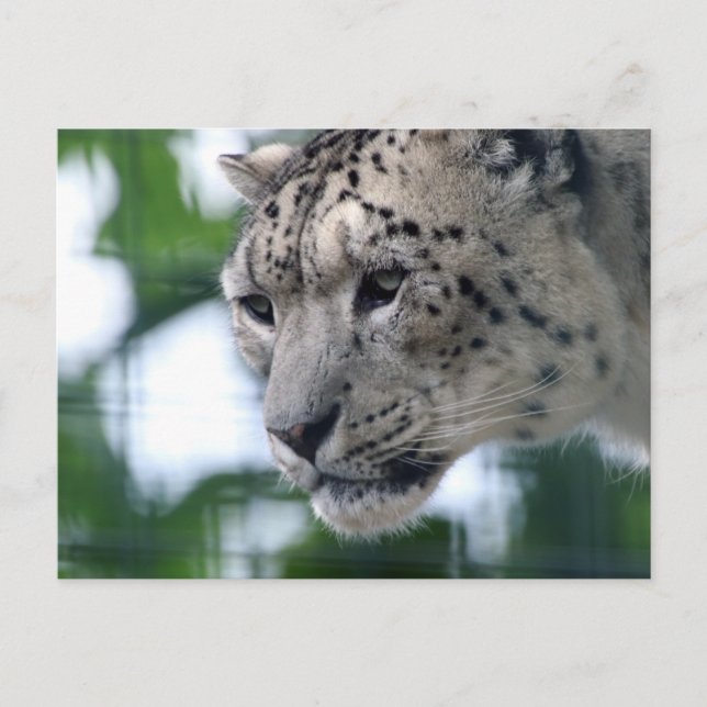 Leopard 003 vykort (Framsida)