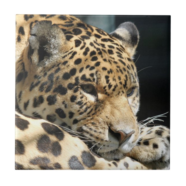 Leopard 004 kakelplatta (Framsidan)
