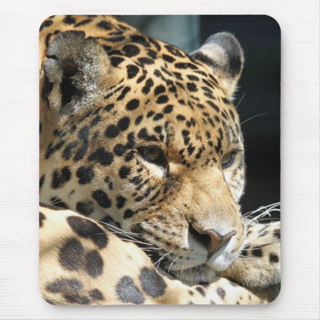 Leopard 004 musmatta (Framsidan)