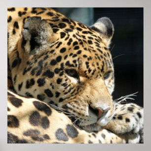 Leopard 004 poster