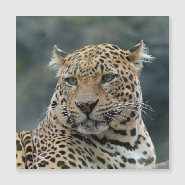 Leopard 006 (Framsida)