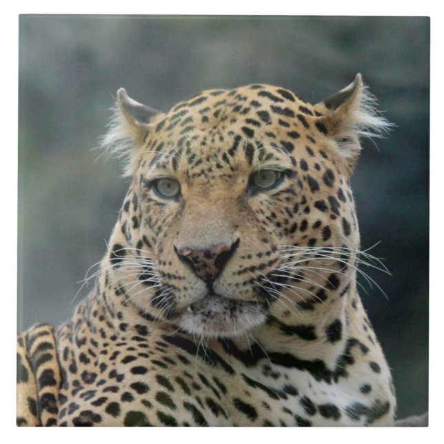 Leopard 006 kakelplatta (Framsidan)
