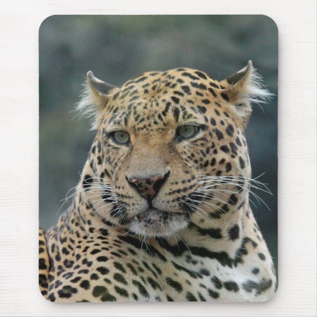 Leopard 006 musmatta (Framsidan)
