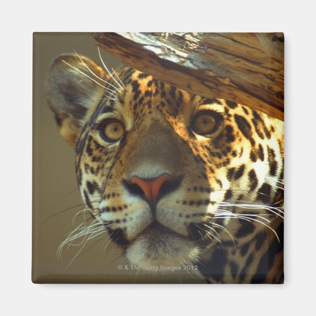 leopard 2 magnet (Framsidan)