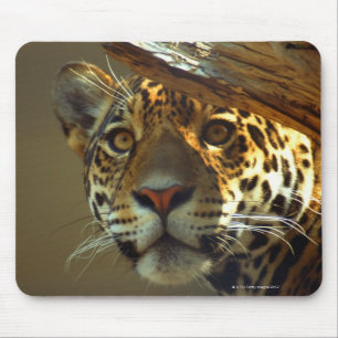 leopard 2 musmatta