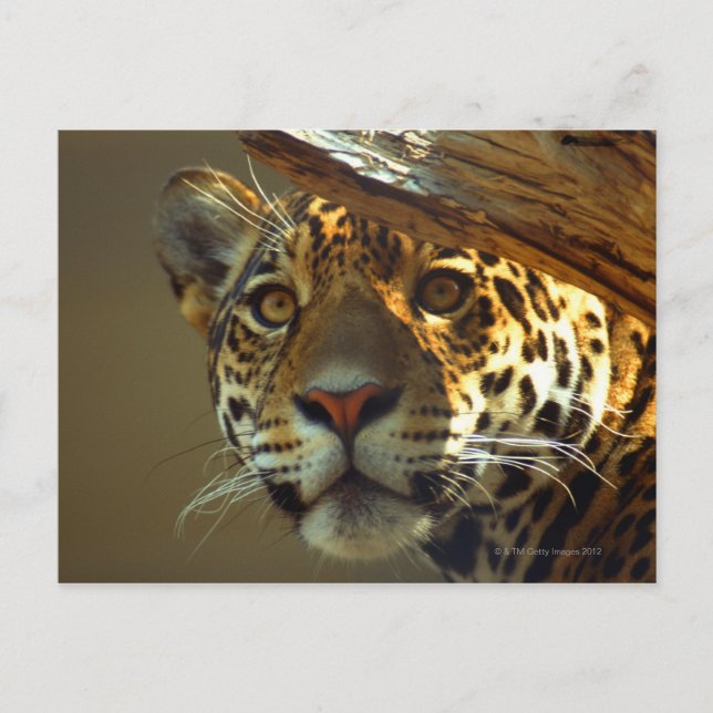 leopard 2 vykort (Framsida)