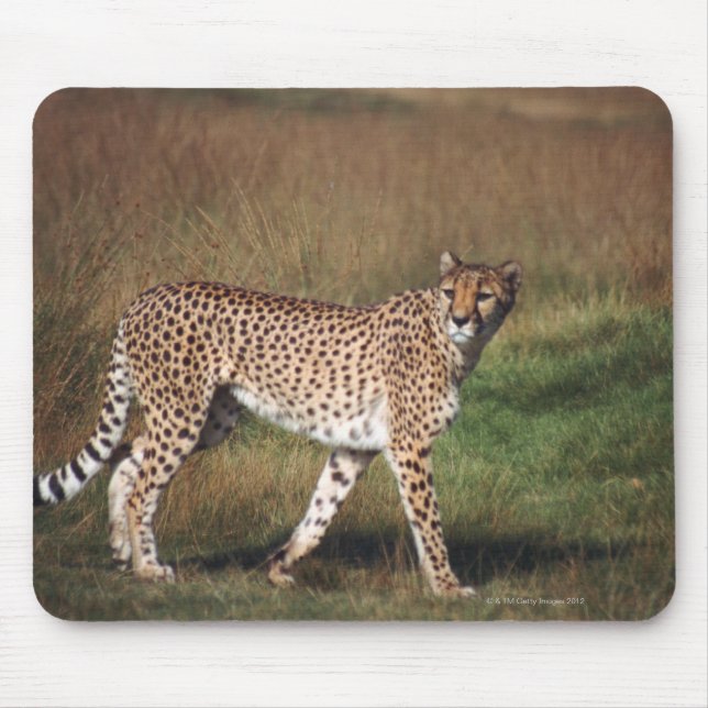 leopard 3 musmatta (Framsidan)