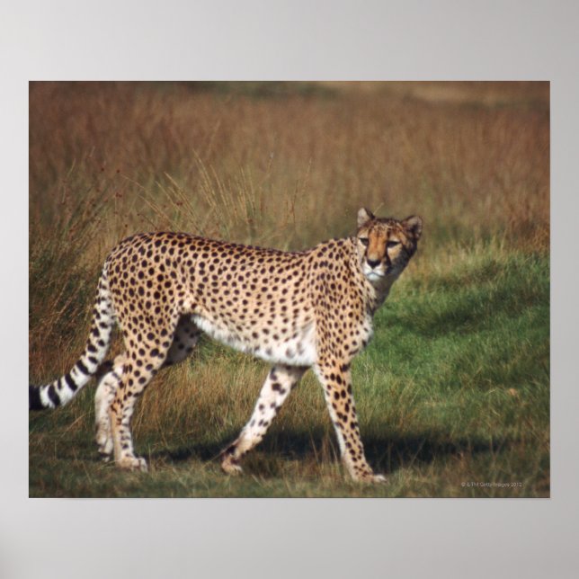 leopard 3 poster (Framsidan)