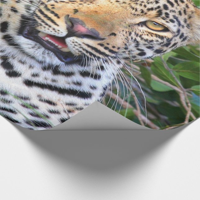 Leopard 6 Papper Presentpapper (Hörn)