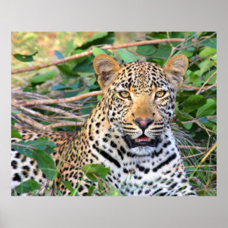 Leopard 6 poster