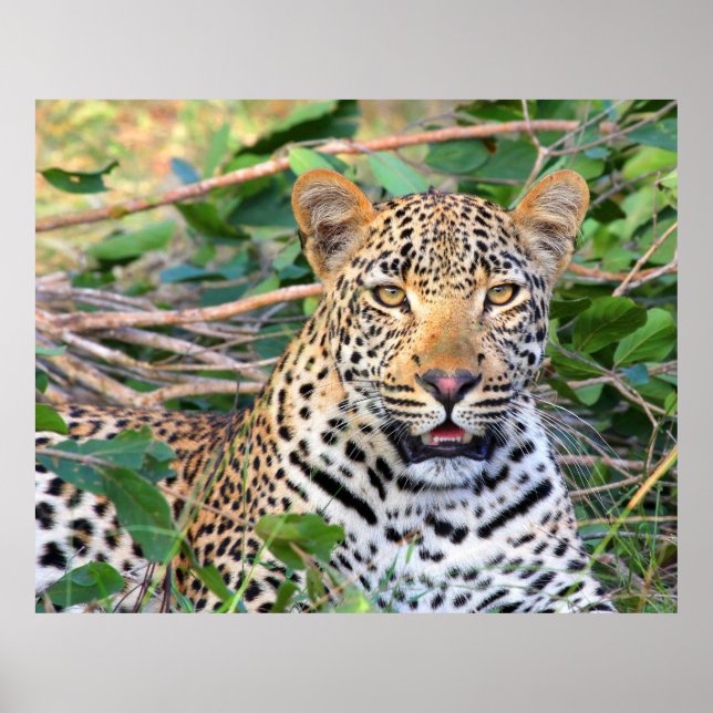 Leopard 6 poster (Framsidan)