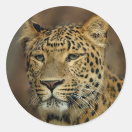 leopard älskare art runt klistermärke