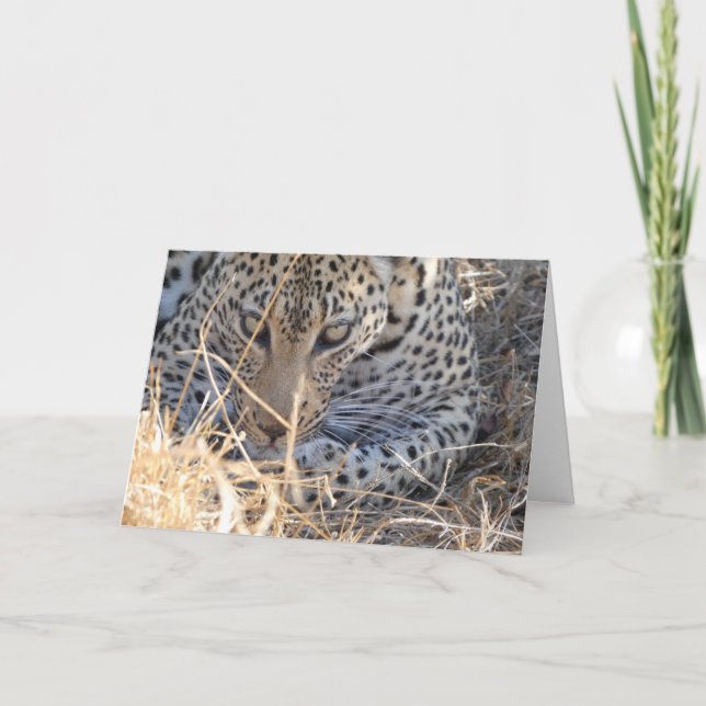 LEOPARD ANSIKTE NÄRbild Kort (Framsida)