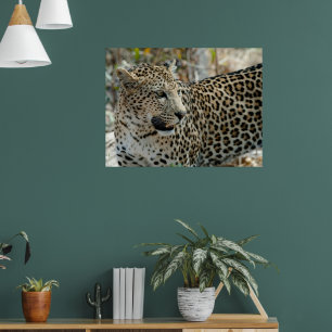 Leopard Ansikte Side View Poster