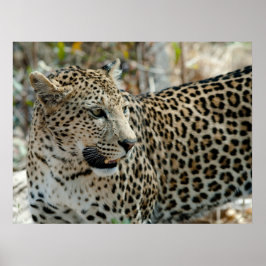 Leopard Ansikte Side View Poster