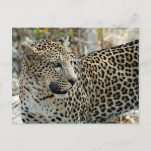 Leopard Ansikte Side View Vykort