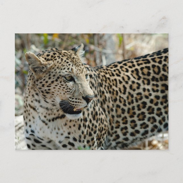 Leopard Ansikte Side View Vykort (Framsida)