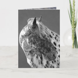 Leopard Appaloosa Horse Greeting Card Kort