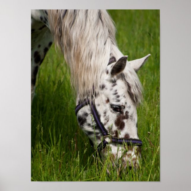 Leopard Appaloosa Horse Poster (Framsidan)