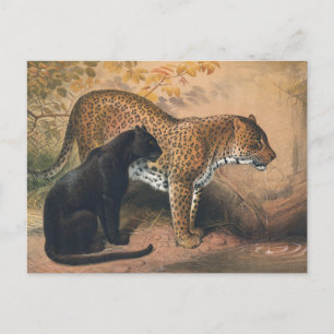 Leopard av Joseph Varg Vykort